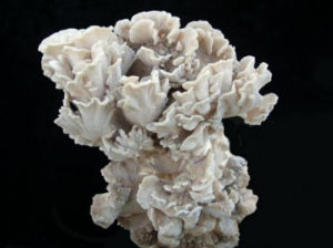 Maitake